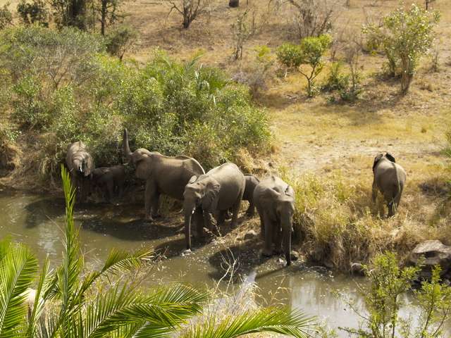 18 días en Sudáfrica - Blogs of South Africa - Safari en el Kruger (30)